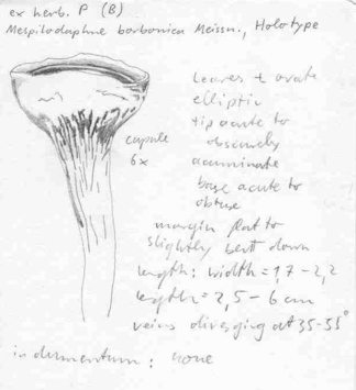 Vorschaubild Mespilodaphne borbonica Meisn.